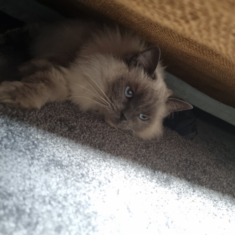 Beautiful female ragdoll 