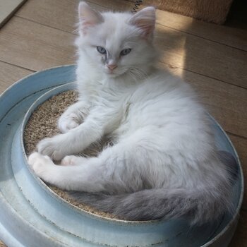 Purebred Ragdoll Male