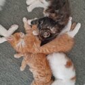 Turkish Angora Cross Kittens-0