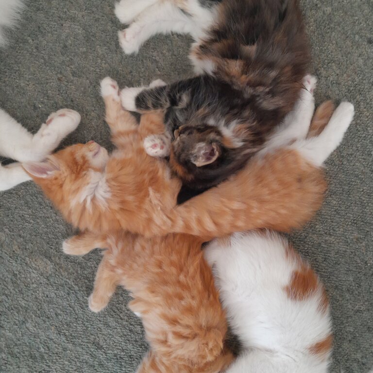 Turkish Angora Cross Kittens