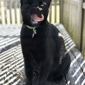 Rosa - Black Domestic Shorthair - Female - Desexed