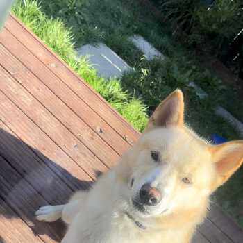 15 Month Husky needs new home 