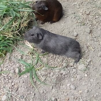 Free male guinea pigs