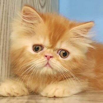 Adorable persian kittens