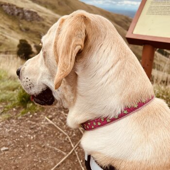9 months Lab for Adoption 