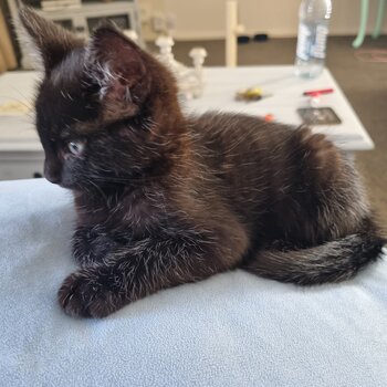 Free to a good home