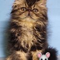 PERSIAN KITTENS 