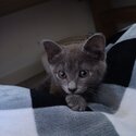 Free adoption baby Russian blue-3