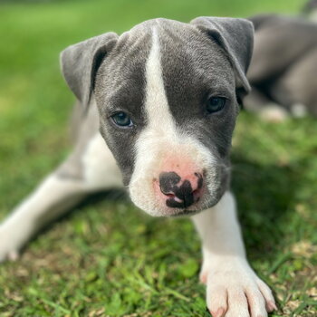 Stunning American Stacy Puppies