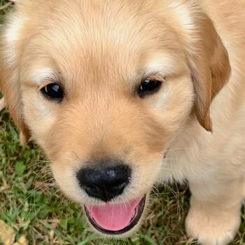 Golden Retriever Male Puppy