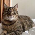 Tabby short haired cat-2