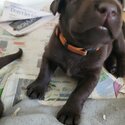 Beautiful Labrador Retriever puppies 