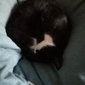 Male 8month old kitten. Black and whilte. Very placid, house trained.-2