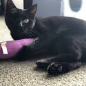 Rosa - Black Domestic Shorthair - Female - Desexed