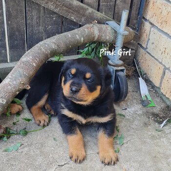 Purebred Rottweiler Puppies For Sale