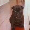 French Bulldog Puppies -3