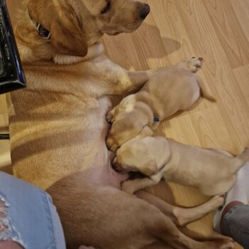 Golden Labrador Retriever puppies.