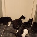 5 kittens for free-2