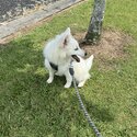 2 Month Old Purebreed Japanese Spitz-1