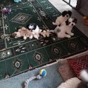 Multize shitzu puppies for sale -1