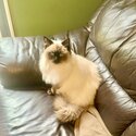 Pure breed Ragdoll-1