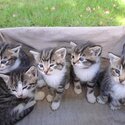 Adorable kittens-urgently need a home!-0