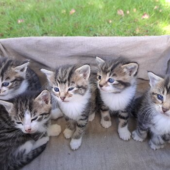 Adorable kittens-urgently need a home!