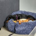 Doberman puppy-2