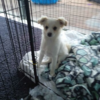 German and Japanese spitz/mini foxy and chihuahua