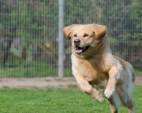 Dog Kennels New Zealand