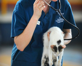 Veterinary Clinic New Zealand