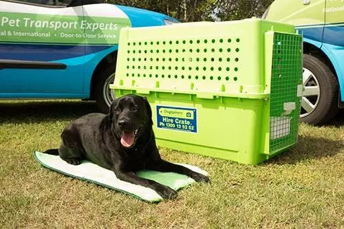 New Zealand Pet Transport New Zealand Pet Transport