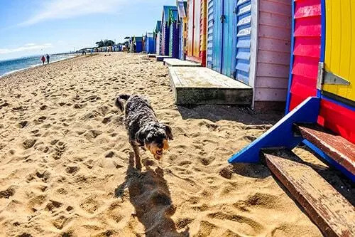 Transport your pet to another location in New Zealand Move your pets location in New Zealand